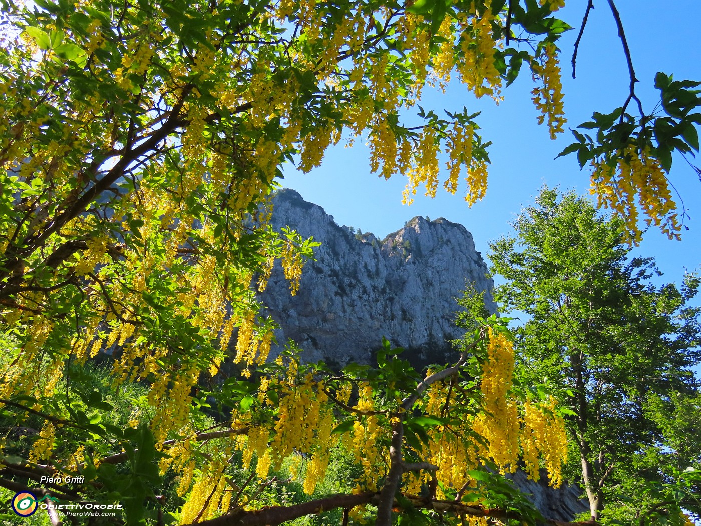 19 Laburnum alpinum (Maggiociondolo) con finestra verso il torrione del Corno Branchino.JPG